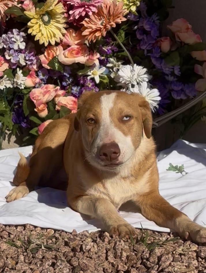 Enlarge OJ, an adopted mixed breed in Payson, AZ image 1/3
