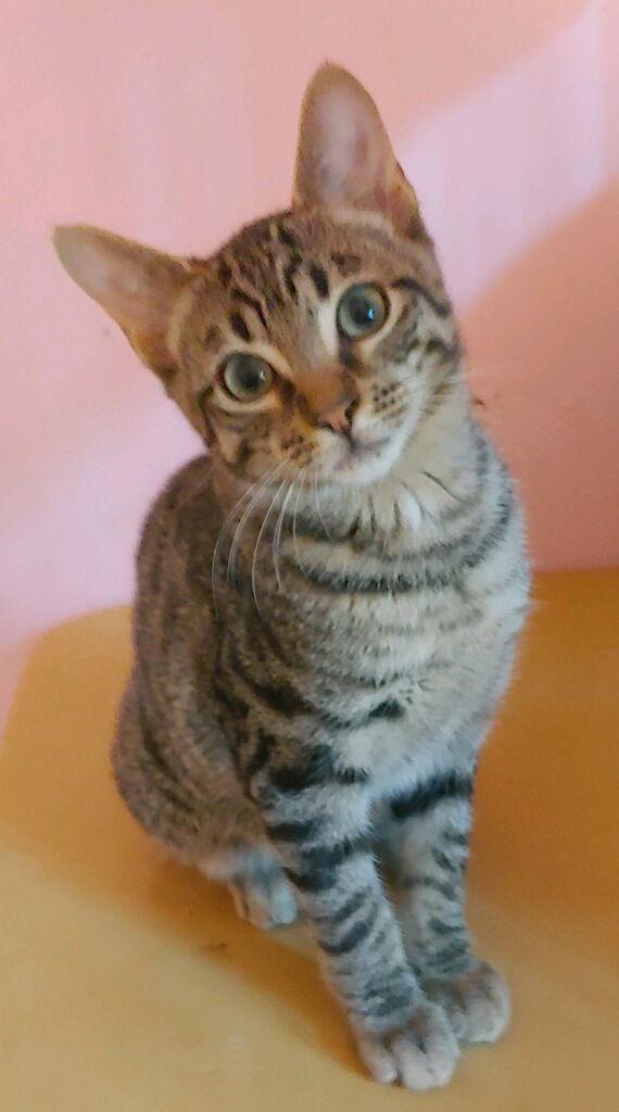 Brock, a Adoptable Domestic Short Hair in Oakland Park, FL image 1/3