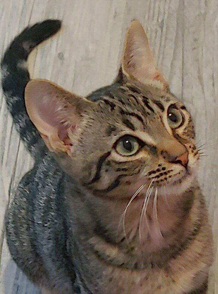 Brock, a Adoptable Domestic Short Hair in Oakland Park, FL image 2/3