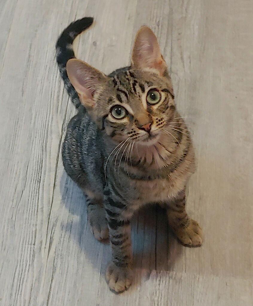 Brock, a Adoptable Domestic Short Hair in Oakland Park, FL image 3/3