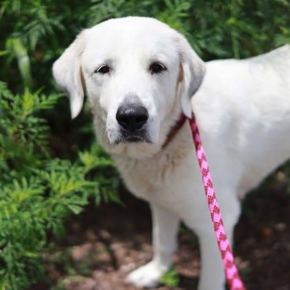 Enlarge Greta, a Adoptable mixed breed in Atlanta, GA image 1/3