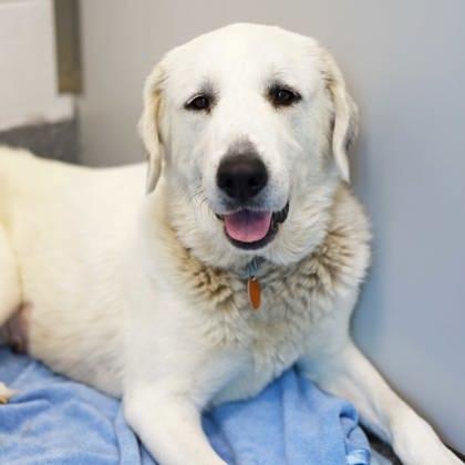 Enlarge Greta, a Adoptable mixed breed in Atlanta, GA image 2/3