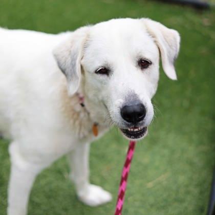 Enlarge Greta, a Adoptable mixed breed in Atlanta, GA image 3/3