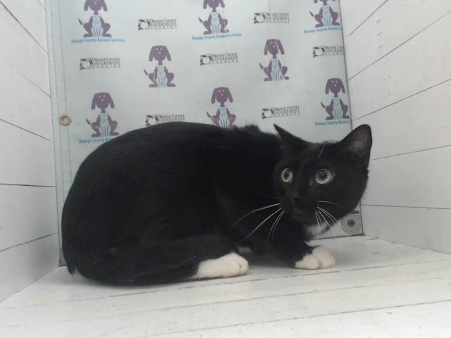 BLACK SHADOW, Adoptable, Adult Male Domestic Short Hair.