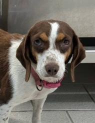 Windy, ADOPTABLE, Young Female Beagle.