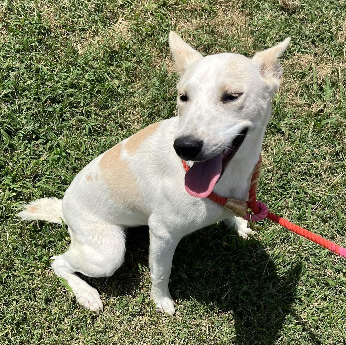 Enlarge Lola, a Adopted Australian Cattle Dog / Blue Heeler in Durant, OK image 1/1