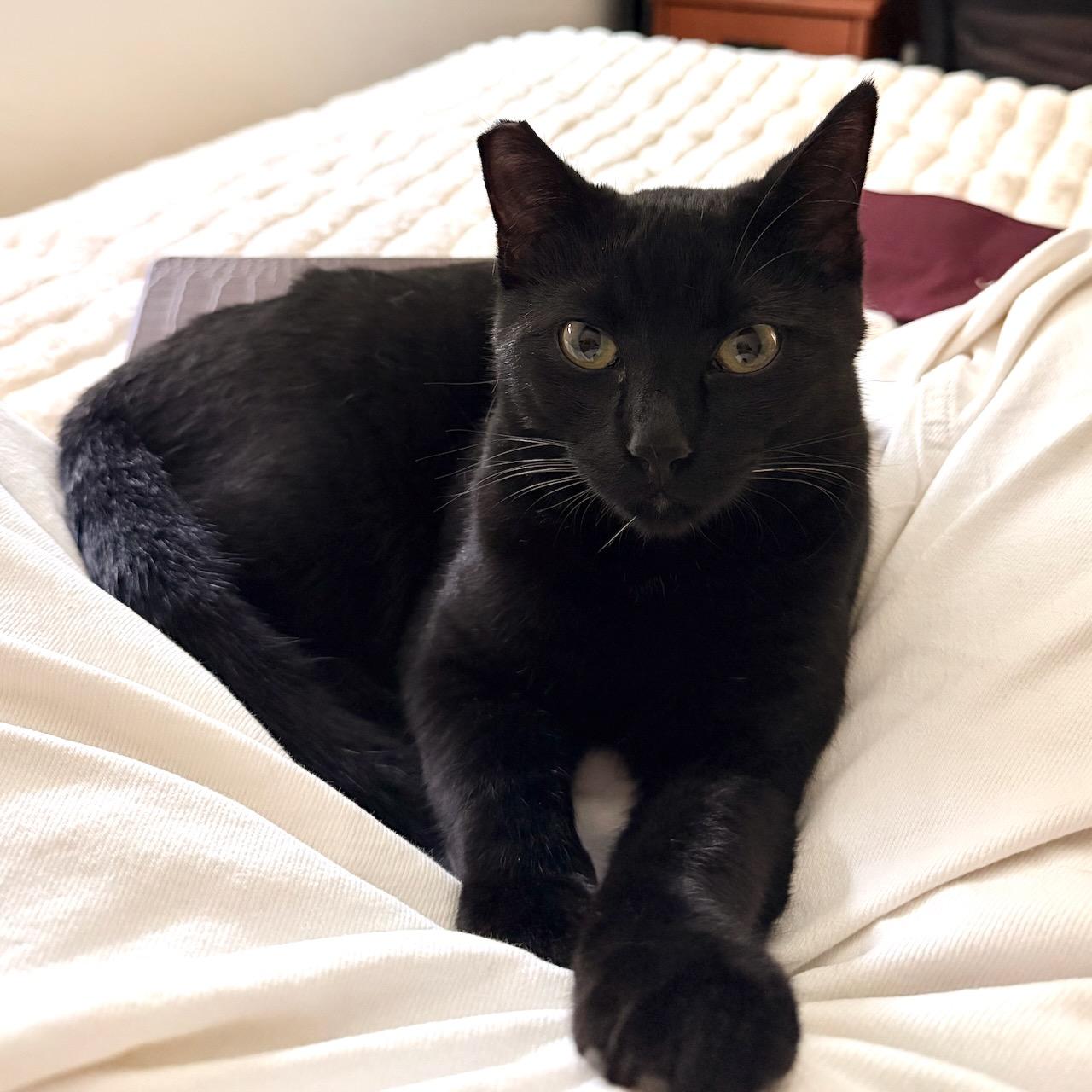 Pluto, a Adoptable Domestic Short Hair in San Francisco, CA image 2/6