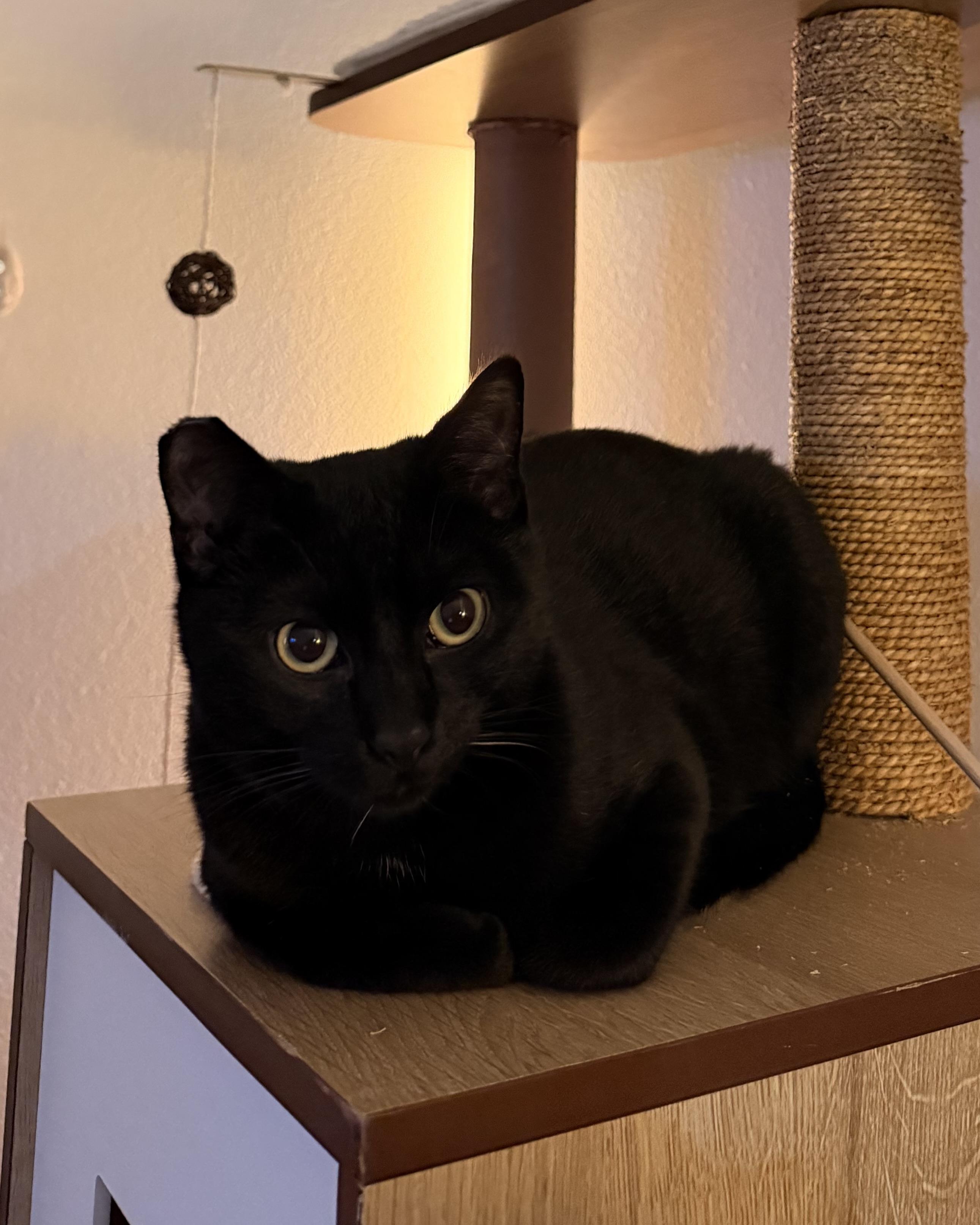 Pluto, a Adoptable Domestic Short Hair in San Francisco, CA image 3/6