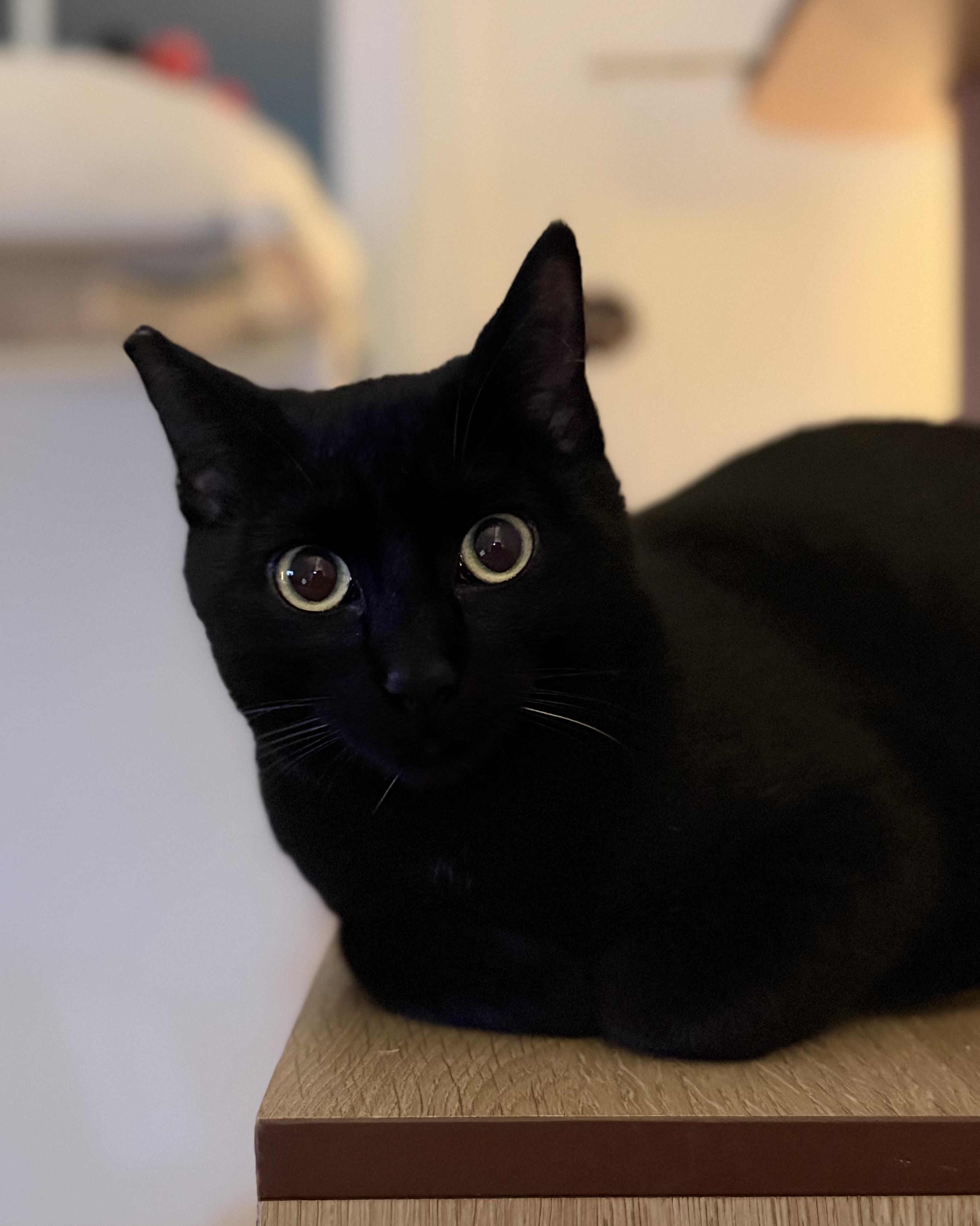 Pluto, a Adoptable Domestic Short Hair in San Francisco, CA image 4/6