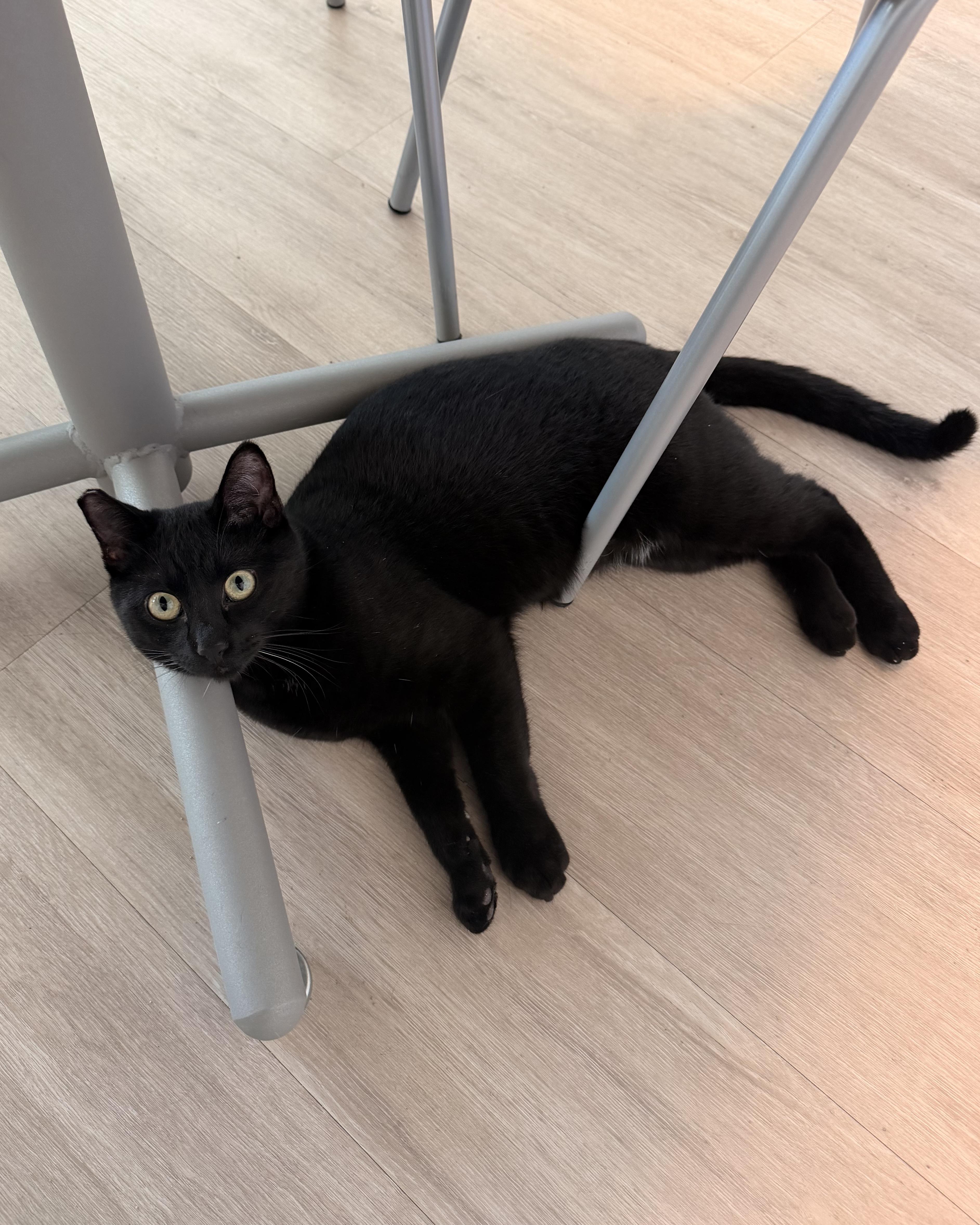 Pluto, a Adoptable Domestic Short Hair in San Francisco, CA image 5/6