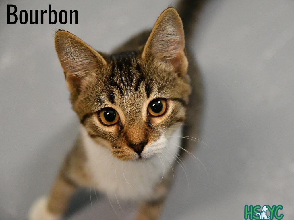 Bourbon, Adoptable, Kitten Male Domestic Short Hair.