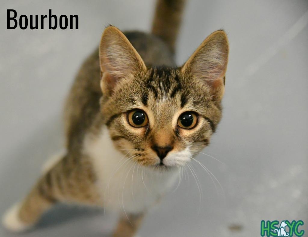 Enlarge Bourbon, a Adoptable mixed breed in Fort Mill, SC image 2/3