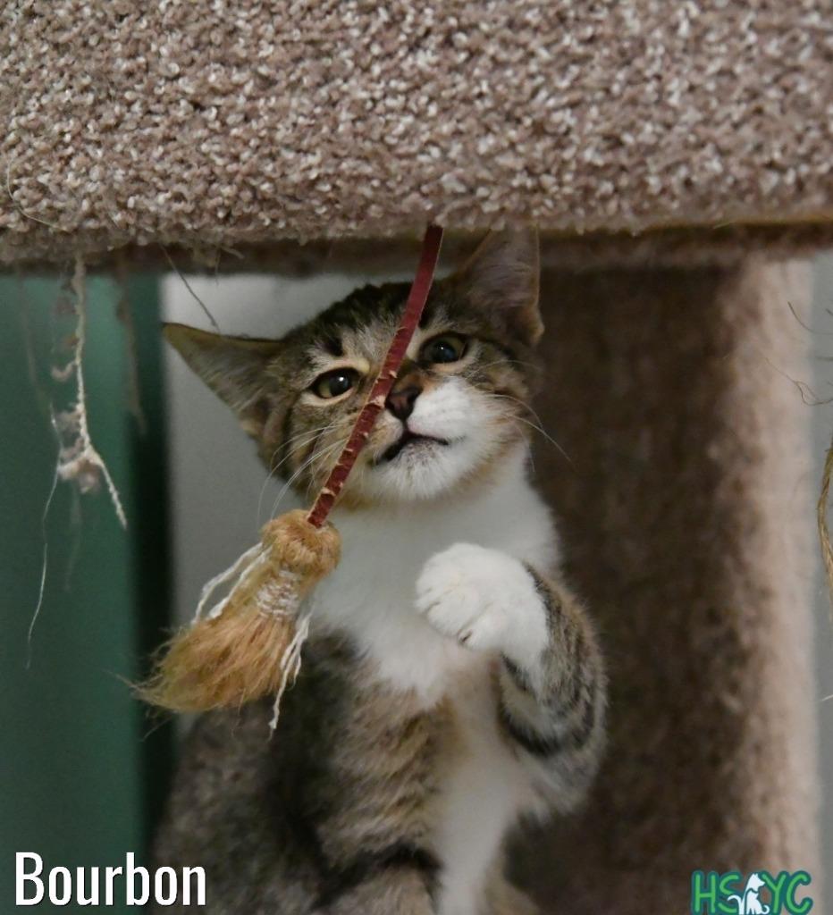 Enlarge Bourbon, a Adoptable mixed breed in Fort Mill, SC image 3/3