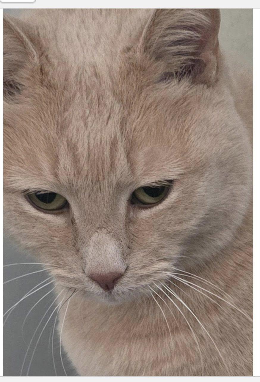 Enlarge Simba, a ADOPTABLE Domestic Short Hair in Maryville, TN image 1/1