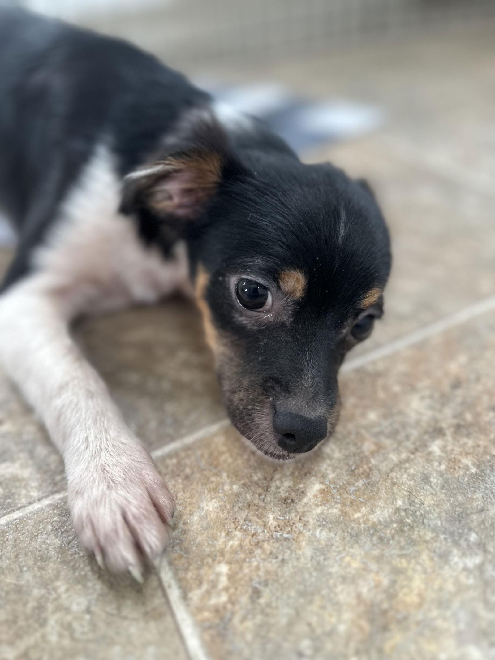 Tucker, a Adopted mixed breed in Sistersville, WV image 1/2
