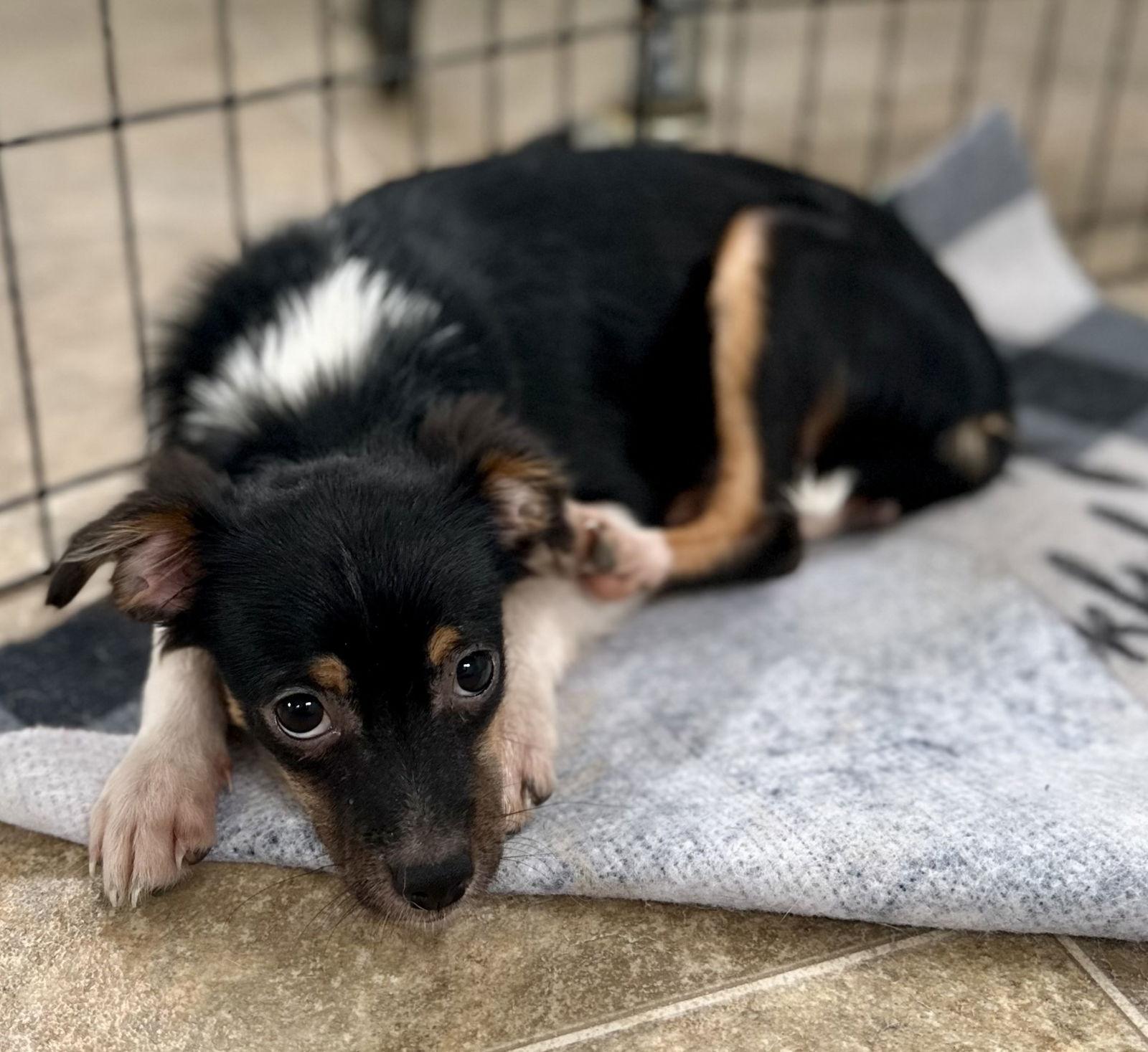 Tucker, a Adopted mixed breed in Sistersville, WV image 2/2