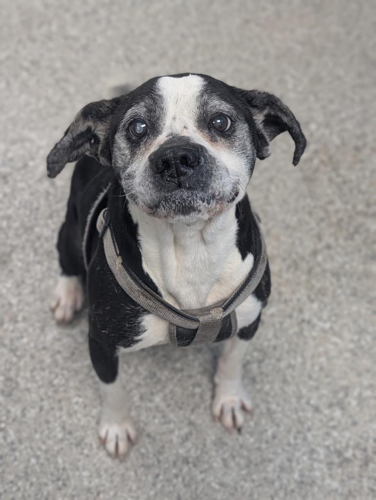 Charles, Adoptable, Senior Male Boxer & Mixed Breed.