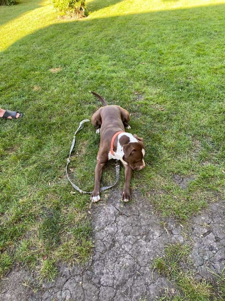 Prince - LOWELL, IN, Adoptable, Adult Male Staffordshire Bull Terrier.