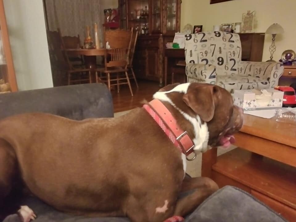 Enlarge Prince - LOWELL, IN, a Adoptable Staffordshire Bull Terrier in LOWELL, IN image 2/6