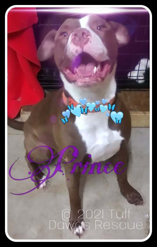 Enlarge Prince - LOWELL, IN, a Adoptable Staffordshire Bull Terrier in LOWELL, IN image 3/6