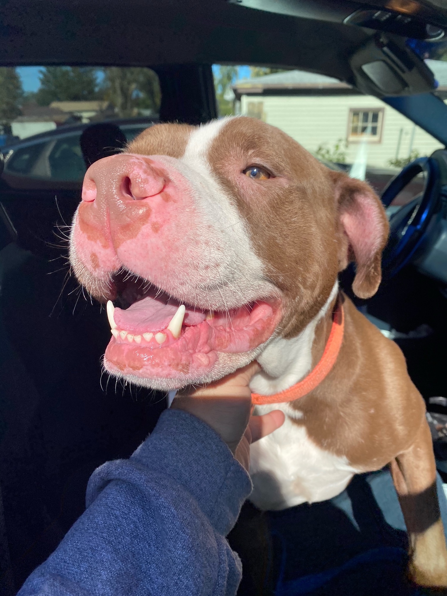 Enlarge Prince - LOWELL, IN, a Adoptable Staffordshire Bull Terrier in LOWELL, IN image 4/6