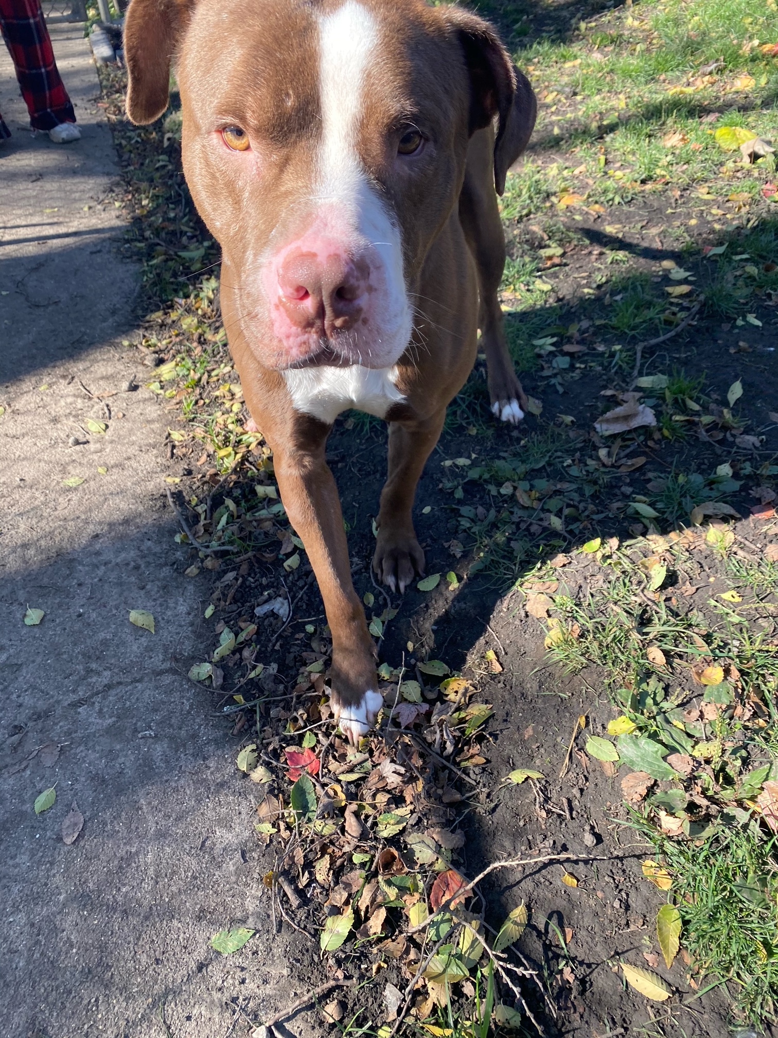 Enlarge Prince - LOWELL, IN, a Adoptable Staffordshire Bull Terrier in LOWELL, IN image 5/6