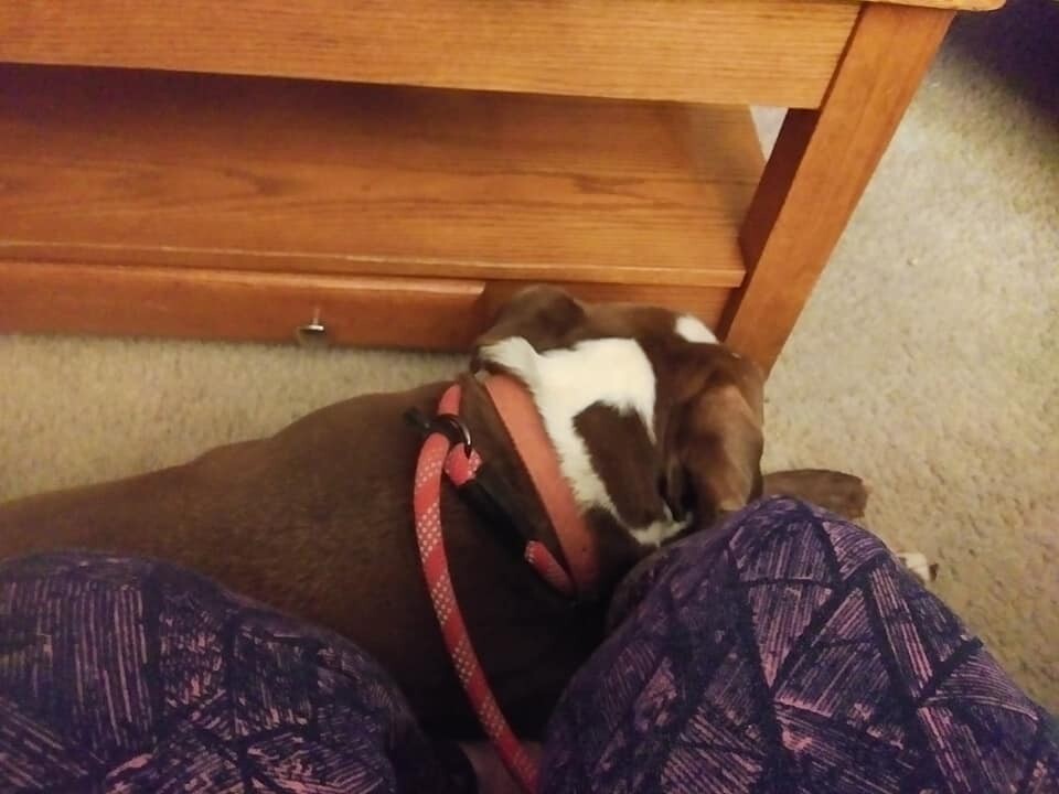 Enlarge Prince - LOWELL, IN, a Adoptable Staffordshire Bull Terrier in LOWELL, IN image 6/6