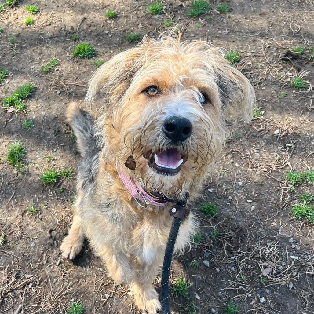 Enlarge Butter, a Adoptable Mixed Breed in Greensboro, NC image 1/3