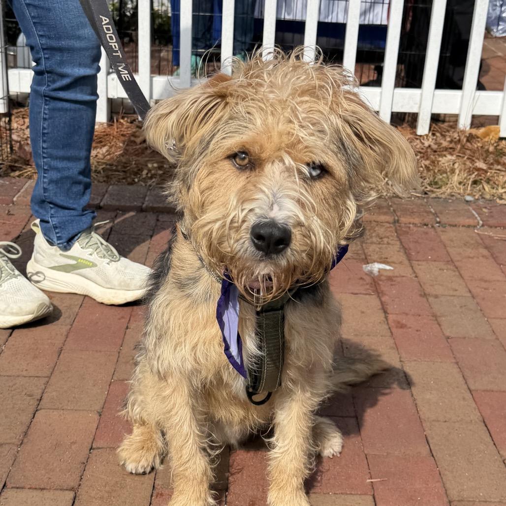 Enlarge Butter, a Adoptable Mixed Breed in Greensboro, NC image 2/3