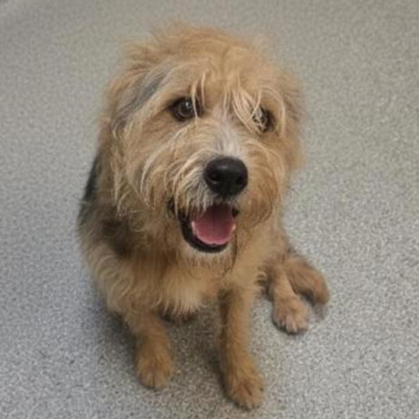 Enlarge Butter, a Adoptable Mixed Breed in Greensboro, NC image 3/3