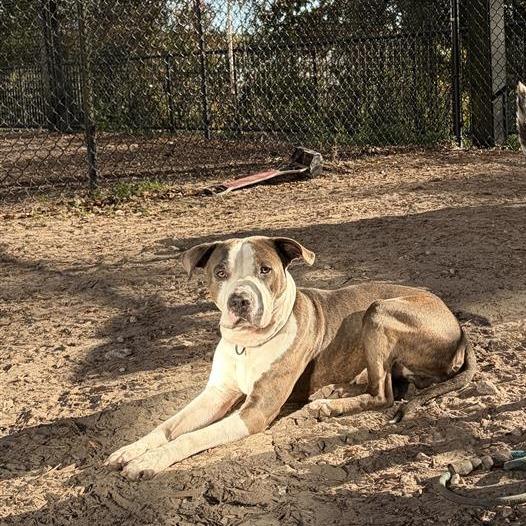 Enlarge Jim, a Adoptable Mixed Breed in Jacksonville, FL image 1/4
