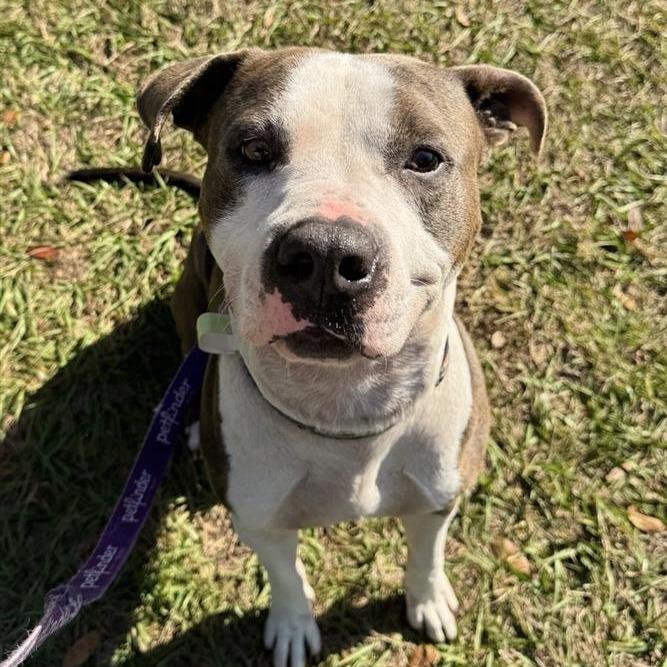 Enlarge Jim, a Adoptable Mixed Breed in Jacksonville, FL image 2/4