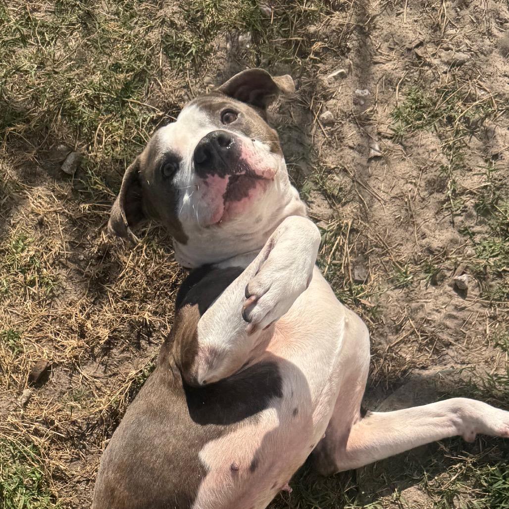 Enlarge Jim, a Adoptable Mixed Breed in Jacksonville, FL image 3/4