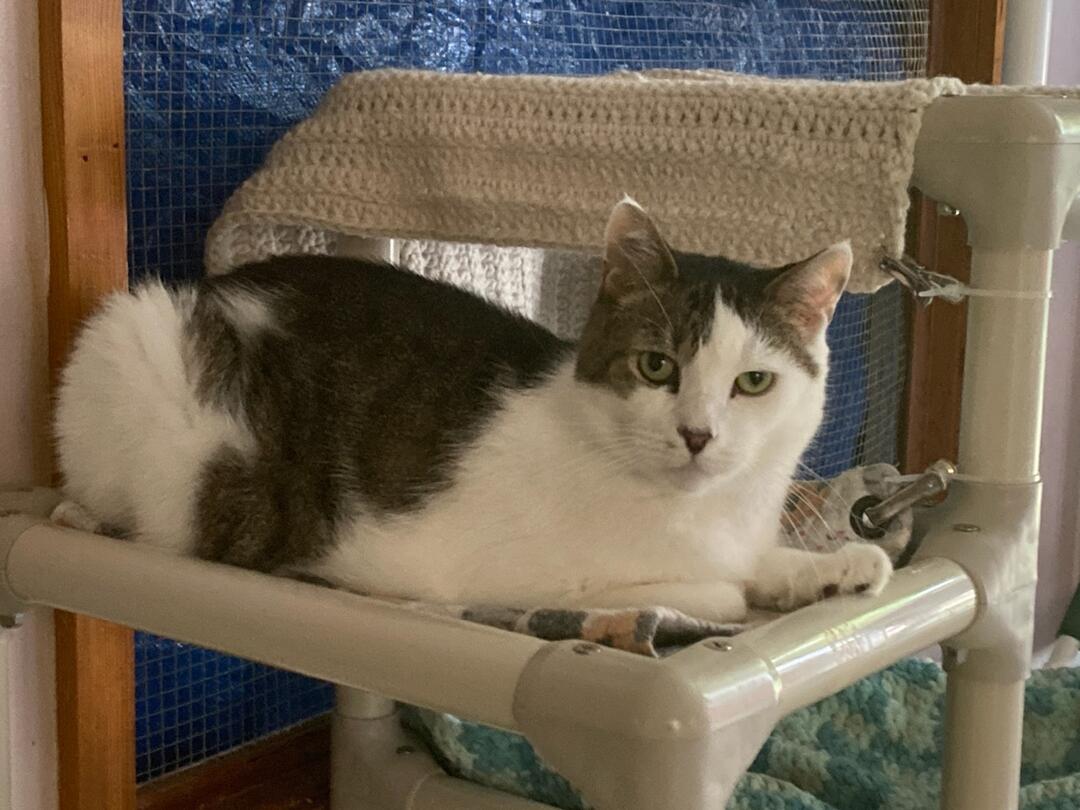 Evan, an adoptable Domestic Short Hair in New Britain, CT, 06052 | Photo Image 4