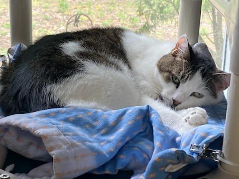 Evan, a Adoptable Domestic Short Hair in New Britain, CT image 2/4