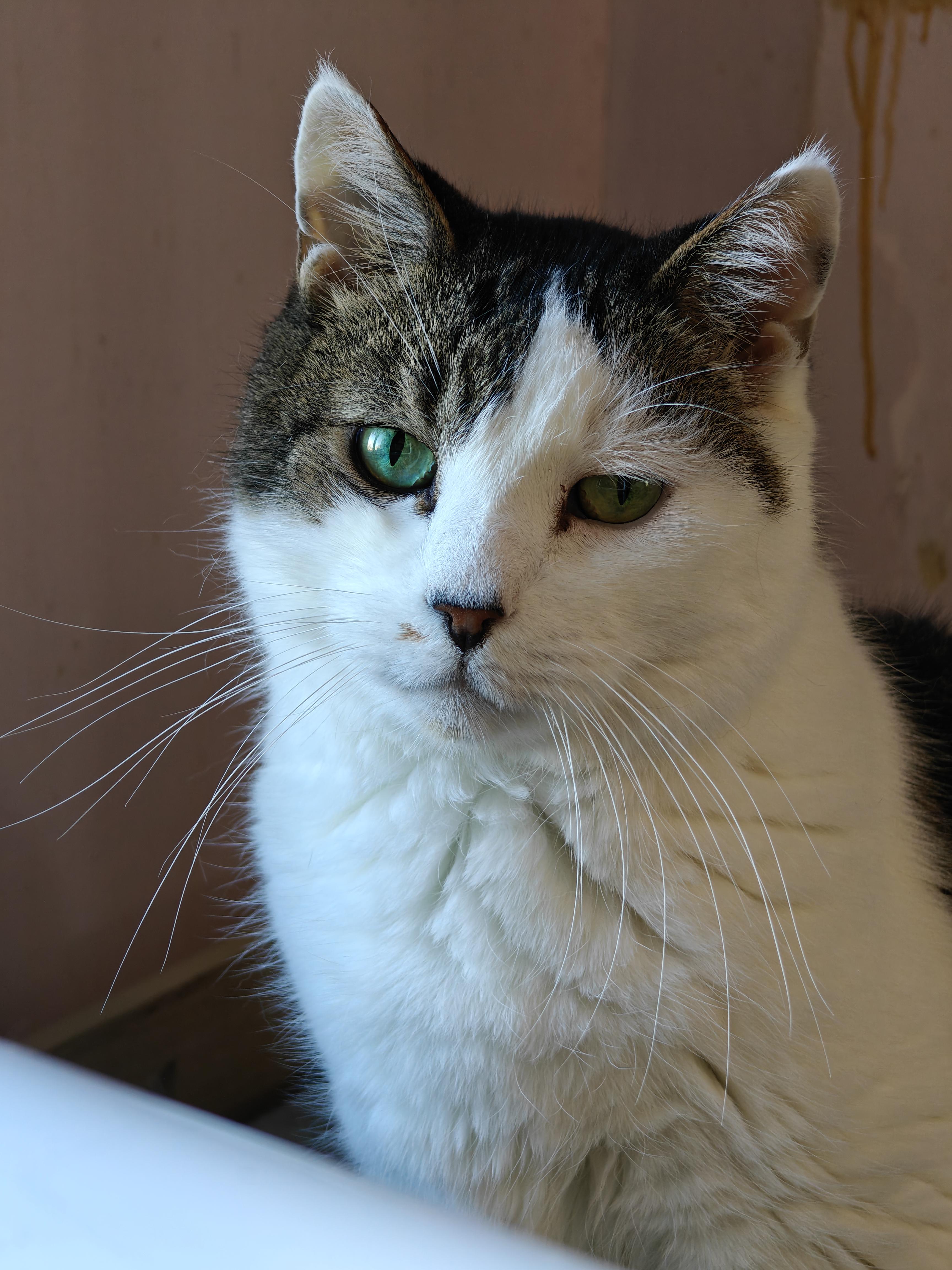 Enlarge Evan, a Adoptable Domestic Short Hair in New Britain, CT image 1/6