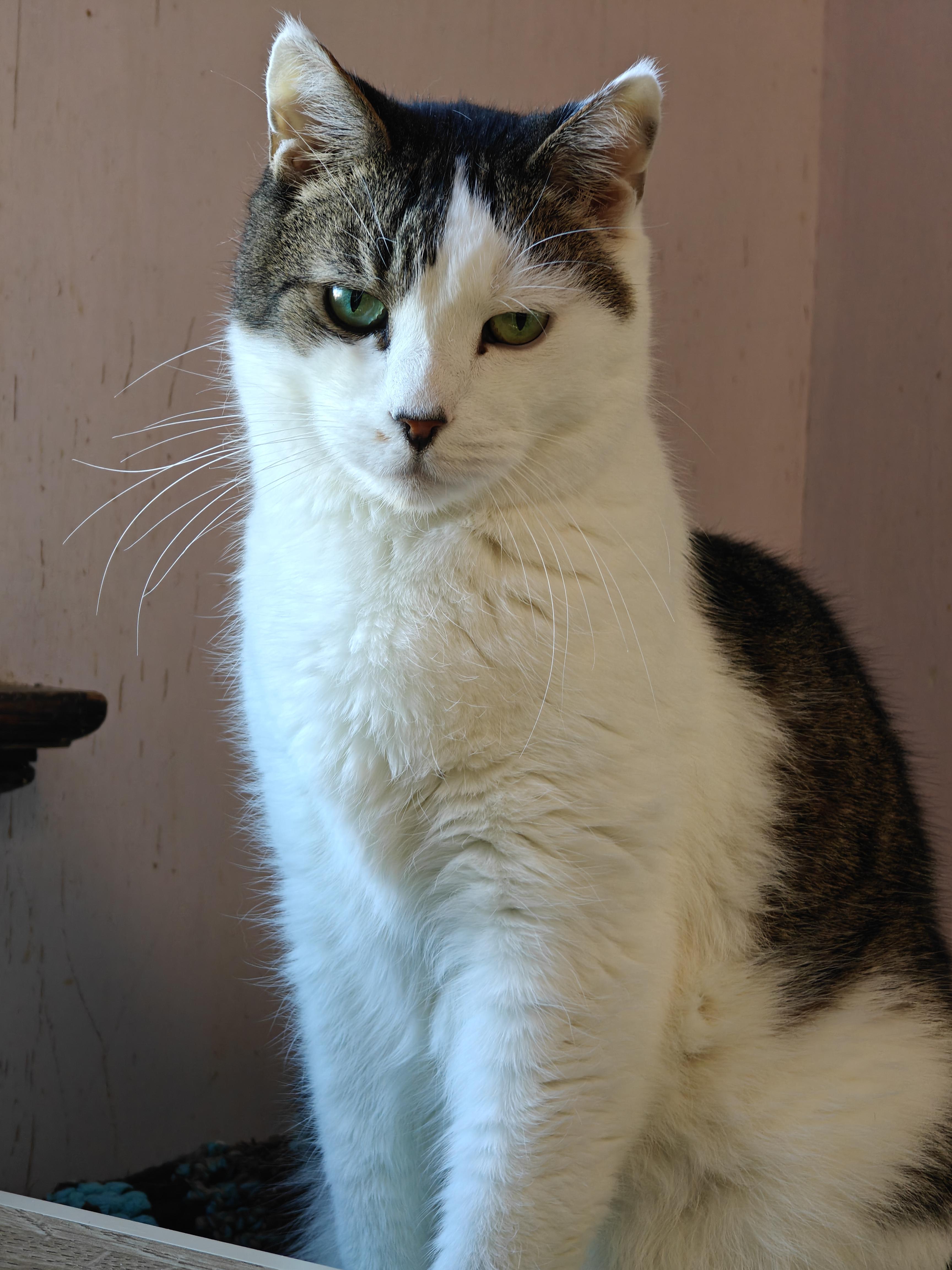 Enlarge Evan, a Adoptable Domestic Short Hair in New Britain, CT image 4/6