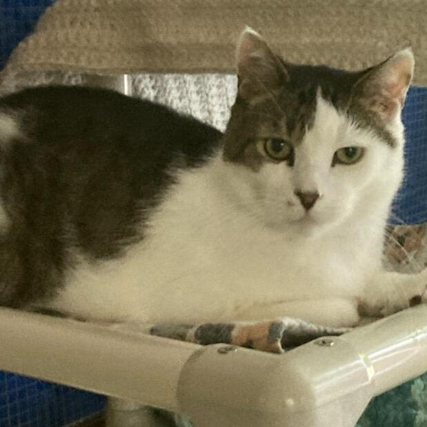 Evan, a Adoptable Domestic Short Hair in New Britain, CT image 1/4