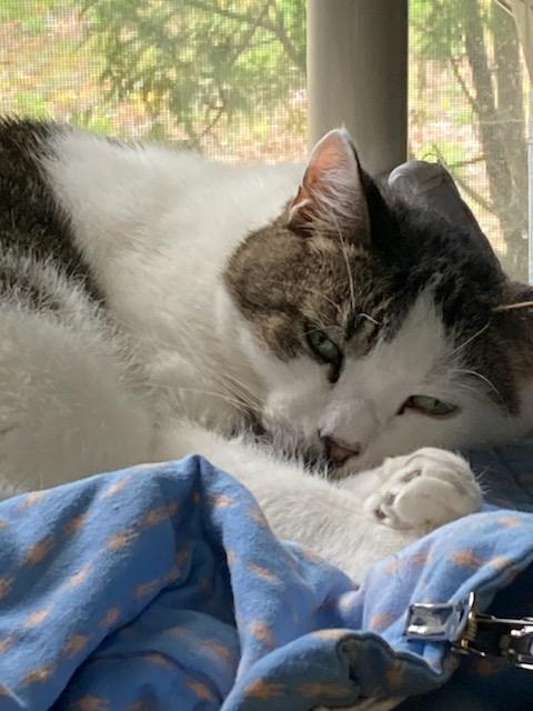 Evan, a Adoptable Domestic Short Hair in New Britain, CT image 3/4