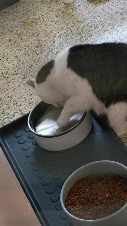 Enlarge Evan, a Adoptable Domestic Short Hair in New Britain, CT video 6/6