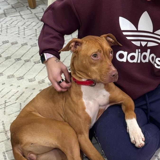 Jenny, Adoptable, Adult Female Pit Bull Terrier & American Staffordshire Terrier.