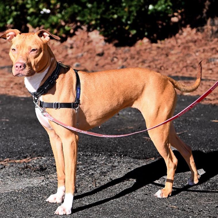 Jenny, Adoptable, Adult Female Pit Bull Terrier & American Staffordshire Terrier.