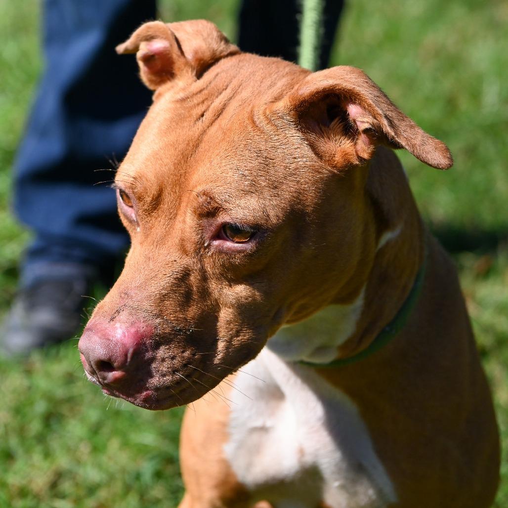 Enlarge Jenny, a Adoptable mixed breed in Richmond, VA image 2/6