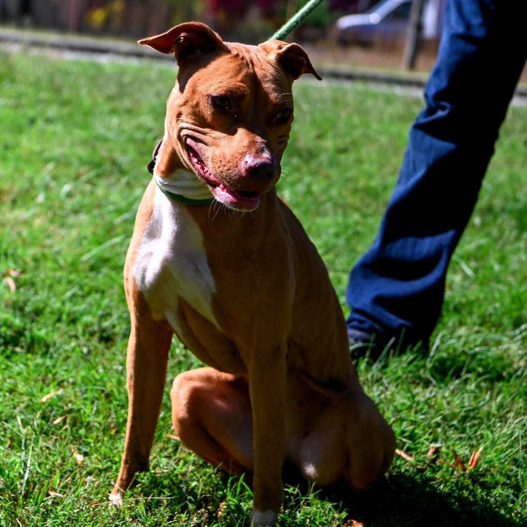 Enlarge Jenny, a Adoptable mixed breed in Richmond, VA image 3/6