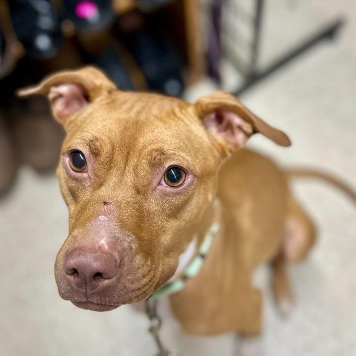 Enlarge Jenny, a Adoptable mixed breed in Richmond, VA image 4/6