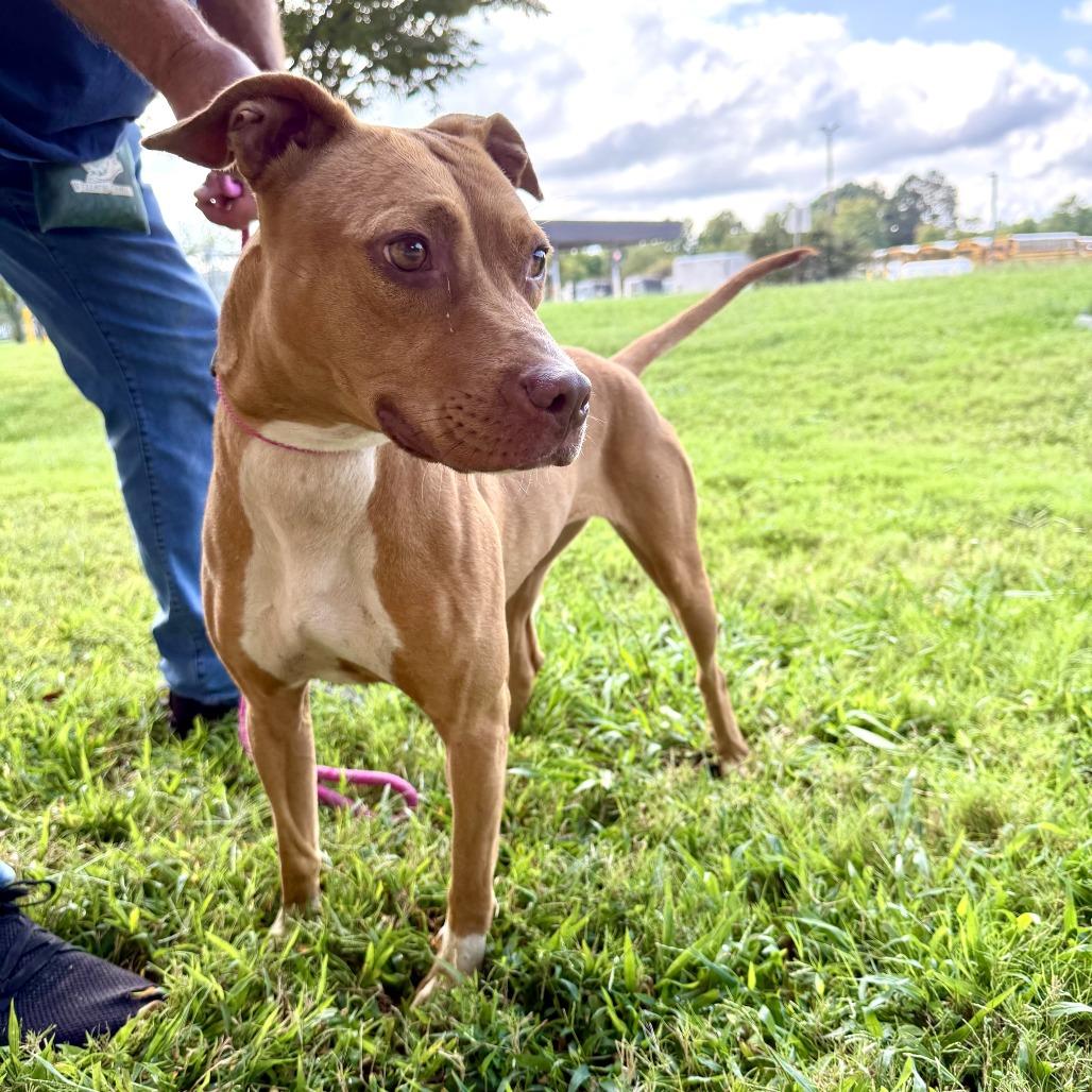 Enlarge Jenny, a Adoptable mixed breed in Richmond, VA image 5/6
