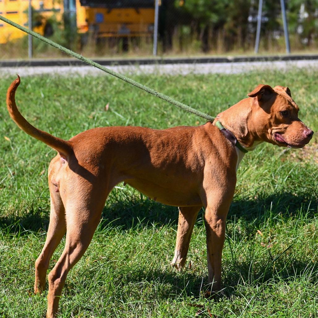 Enlarge Jenny, a Adoptable mixed breed in Richmond, VA image 6/6