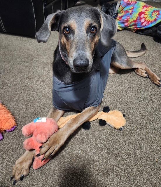 Deliah, Adoptable, Adult Female Doberman Pinscher & German Shepherd Dog.