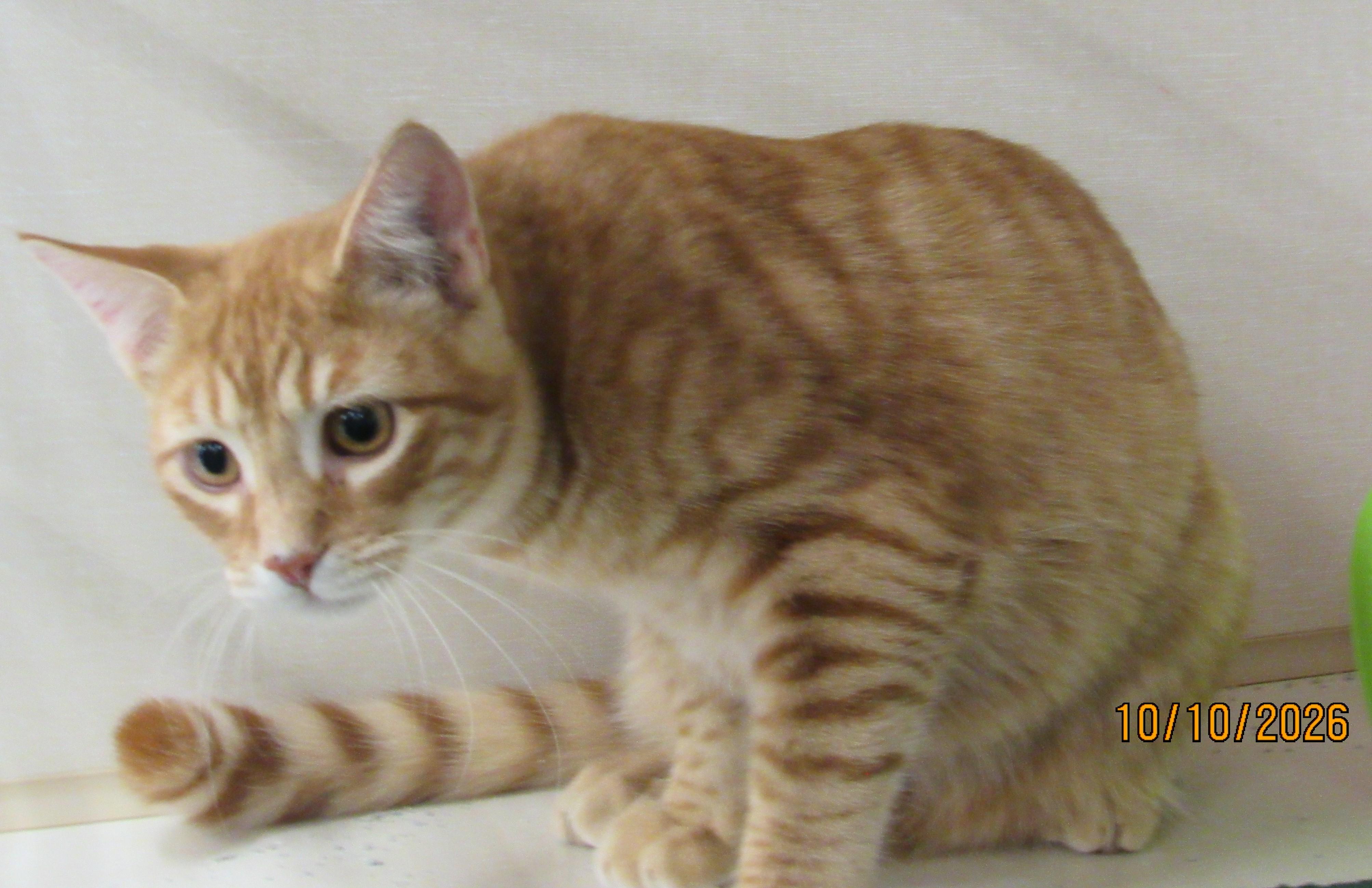 Enlarge Ahadi, a Adoptable mixed breed in Conroe, TX image 3/3