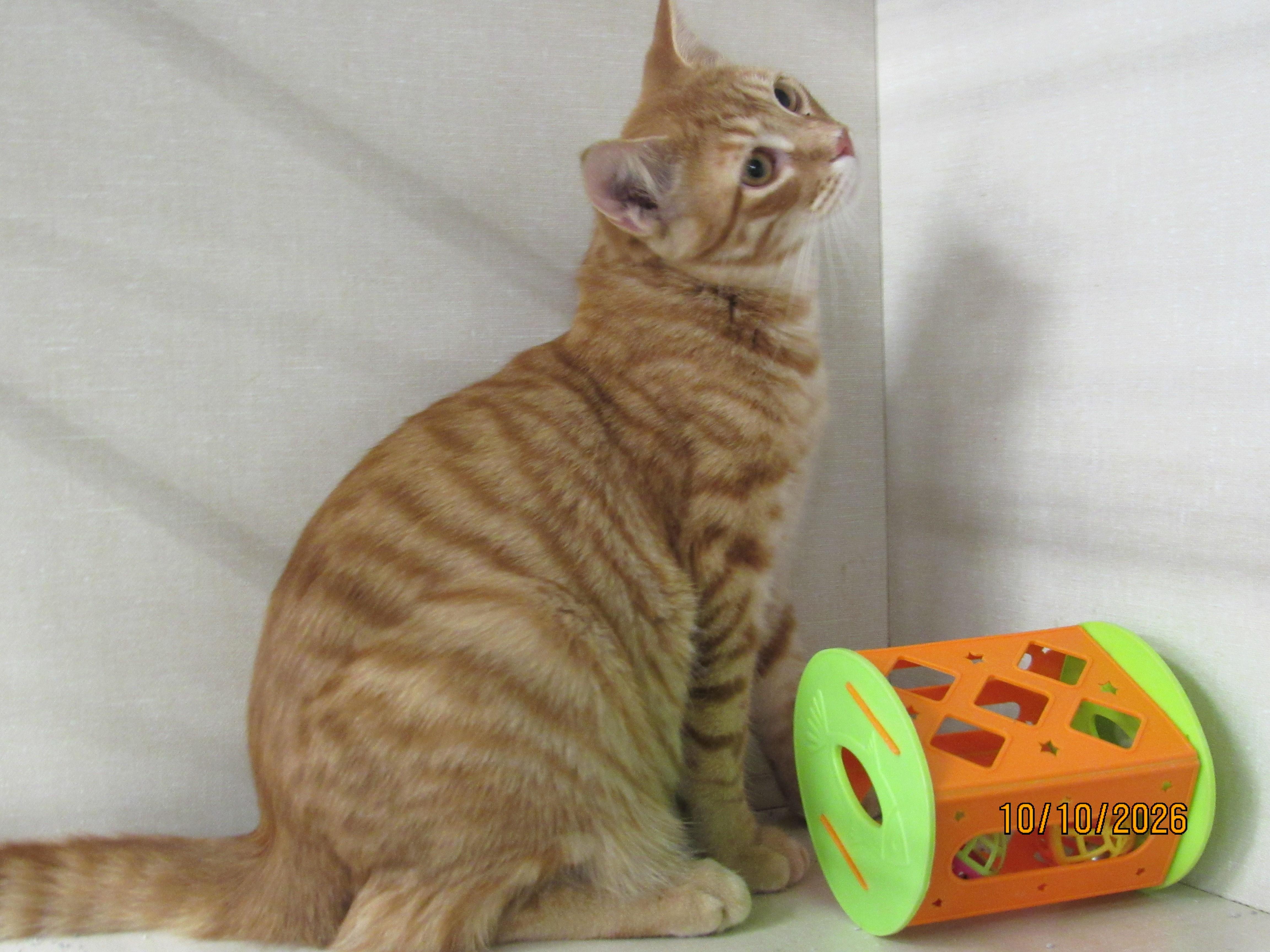 Enlarge Ahadi, a Adoptable mixed breed in Conroe, TX image 2/3